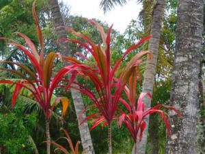 Luscious gardens at Ariana