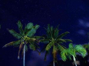Palm Trees in the night sky