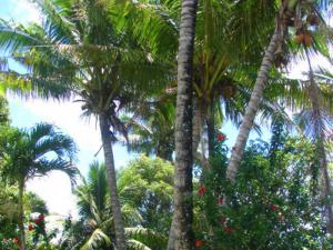 Coconut trees at Ariana